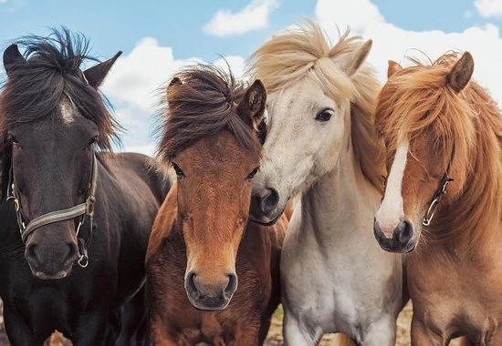 Ravensburger Puzzel Paardenliefde - 2 X 24 Stukjes - Kinderpuzzel 4 Ravensburger Puzzel Paardenliefde - 2 X 24 Stukjes - Kinderpuzzel - Afbeelding 2