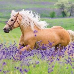 Ravensburger Puzzel Paardenliefde - 2 X 24 Stukjes - Kinderpuzzel 8 Ravensburger Puzzel Paardenliefde - 2 X 24 Stukjes - Kinderpuzzel -Puzzels Verkoopwinkel 550x380 13