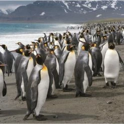 Dino Toys Dino Legpuzzel Pinguins Van 1000 Stukjes Voor Volwassenen En Kinderen 5 Dino Toys Dino Legpuzzel Pinguins Van 1000 Stukjes Voor Volwassenen En Kinderen -Puzzels Verkoopwinkel 550x390 9