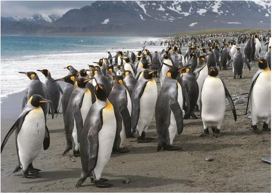 Dino Toys Dino Legpuzzel Pinguins Van 1000 Stukjes Voor Volwassenen En Kinderen 4 Dino Toys Dino Legpuzzel Pinguins Van 1000 Stukjes Voor Volwassenen En Kinderen - Afbeelding 2