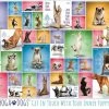Eurographics Puzzel Yoga Dogs - 1000 Stukjes 2 Eurographics Puzzel Yoga Dogs - 1000 Stukjes -Puzzels Verkoopwinkel 550x392 24