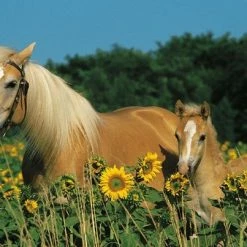 Ravensburger Paardenpuzzel 200 Stukjes