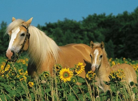 Ravensburger Paardenpuzzel 200 Stukjes 3 Ravensburger Paardenpuzzel 200 Stukjes