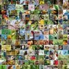Bluebird Collage - World's Most Beautiful Birds - Puzzel 4000 Stukjes