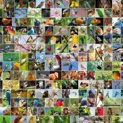 Bluebird Collage - World's Most Beautiful Birds - Puzzel 4000 Stukjes