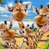 Prime3D Prime 3d Puzzel Selfie Giraffe Karton 63-delig -Puzzels Verkoopwinkel 550x412 37