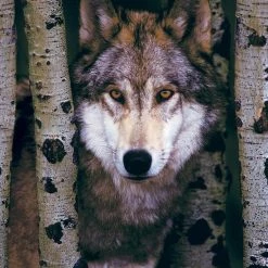 Eurographics Puzzel Gray Wolf - 1000 Stukjes -Puzzels Verkoopwinkel 550x761 6